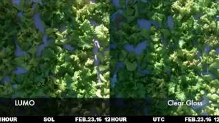 Lettuce Trial under LUMO versus Clear glass