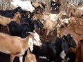 No semi-árido, a caprinocultura é uma importante atividade sócio-econômica, notadamente para a agricultura familiar. Portanto, a biodigestão dos dejetos integram as atividades agrícolas sustentáveis (Cacimba do Silva - Juazeiro - BA)Projeto -- Biodigestão Anaeróbia de Dejetos da Caprino-Ovinocultura para Geração de Biogás e Biofertilizante Prof. Danilo Gusmão de QuadrosNEPPA - NÚCLEO DE ESTUDOS E PESQUISAS EM PRODUÇÃO ANIMAL (www.neppa.uneb.br) - UNEB -UNIVERSIDADE DO ESTADO DA BAHIA - Campus IX -- FACULDADE DE ENGENHARIA AGRONÔMICA. BR 242, Km 04, s.n. Lot. Flamengo. Barreiras. Bahia. 47800-000. TELE-FAX (77) 3612-6744. E-mail: uneb_neppa@yahoo.com.br