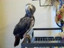 Eddie, Timneh African Grey at the shelter
