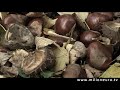 www.milioneuro.tv - kasztany