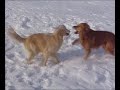 Golden Retrievers Going Crazy