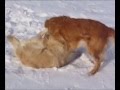 Golden Retrievers Going Crazy
