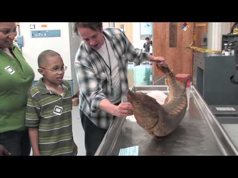 VIMS' Marine Science Day 2012