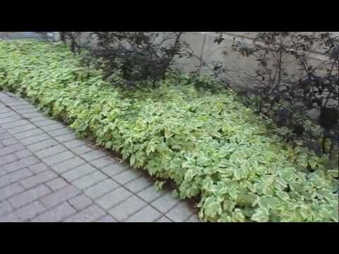 california powerball