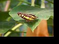 Malachite Butterfly Malachite Butterfly