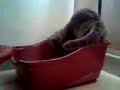 xDDD garfield op kattebak