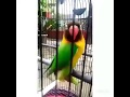 Burung Love Bird Joget Jaran Goyang