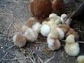 Baby Chicks Come Out Of The Nest...