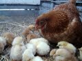 the babies come out of the nest for some food and a walk around...

*update on their story*

earlier this year, when the chickens were a little older it flooded here. we have a feed-shed on a platform, and there's a space just big enough for a small animal to crawl into between the platform and the floor of the feed shed. when the water started to rise, some of the chickens went under there to get out of the rain. unfortunately, the water rose half a metre above the floor of the feed shed.
we found them the morning after.  13 of them had drowned under there.  8 of them were from this lot, including the mother, three from the other lot of babies, and two older hens.  :(
it was very sad, especially because my little sister found them, and they were her pets.  :(  they all had names.  the mother (angel wings) was her favourite, because she was an orphan herself.  
thankfully though, 10 of the babies are still alive and doing well.  two of them have grown into beautiful roosters that get along!
soon they will be having new little baby chicks!! =]

honours

#6 - most responded (today) - pets & animals - australia (17/9/08)
#27 - most responded (this week) - pets & animals - australia (17/9/08)
#89 - top rated (all time) - pets & animals - australia
