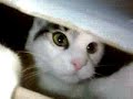 Comment jouer av un carton lol Comment jouer av un carton lol