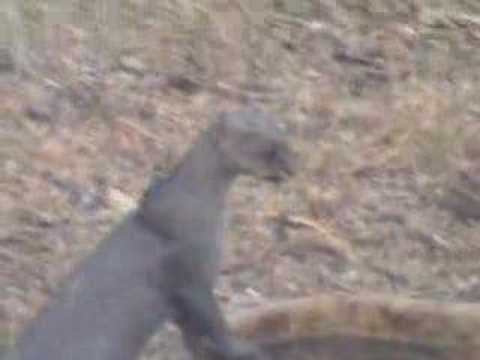 JAGUARUNDI