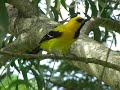 Yellow Oriole Yellow Oriole