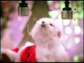 Jingle Pet Song Jingle Pet Song