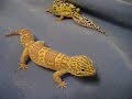 Leopard Geckos