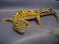 Leopard Geckos