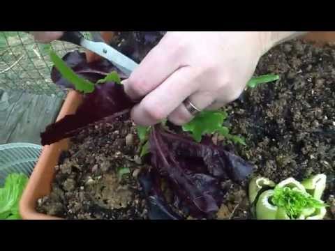how to harvest red leaf lettuce