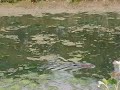 Click here to watch this video muskusrat 19 05 2012.AVI
