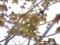 Rose Breasted Grosbeak