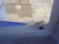 Praying mantis