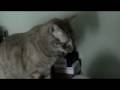 videos de Tigre, gatito mudo y  fanático al baño.