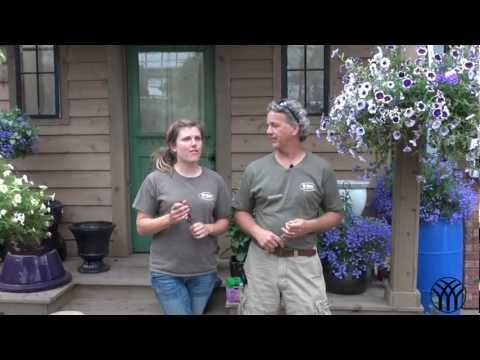 how to fertilize hanging baskets