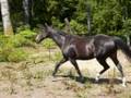 Dani & Koda **NEW HORSES**