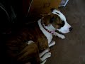 insane-clown-posse-piggy-pie.html