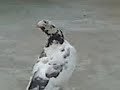 dancing pegion