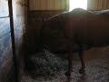 Clover the Horse Clover the Horse