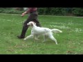 Marli show training