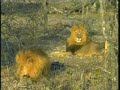 Two Male Lions - Djuma AM 08/15/07 - 2