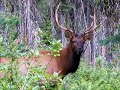 Calling Bull Elk - BC -Kootenays Calling Bull Elk - BC -Kootenays