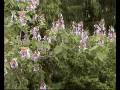 videos de Fiori,suoni, magie dell'Orto Botanico