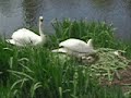 The Mystery of the Swans-Part 4 The Mystery of the Swans-Part 4
