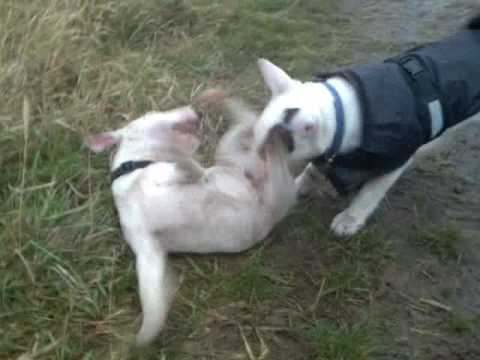 bulterrier
