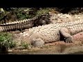 animales en peligro 1a parte