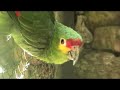 animales en peligro 1a parte