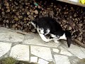 Ida beim schmarrn machen