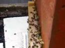 Beehives with a view Beehives with a view
