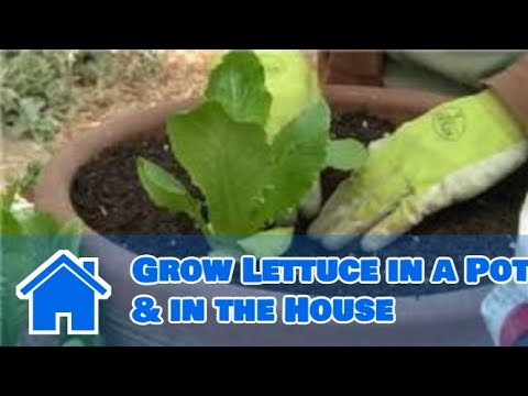 how to grow lettuce