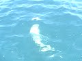 Kevin's shark _5-30-2009