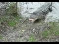 Larry the Alligator (Movie).wmv