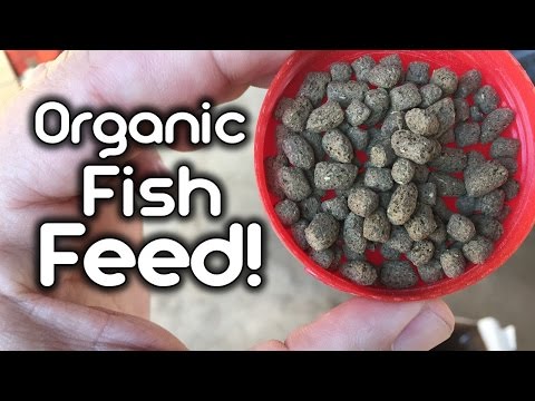 Seans Aquaponics Automatic Fish Feeder With Free Fish Food On Grow