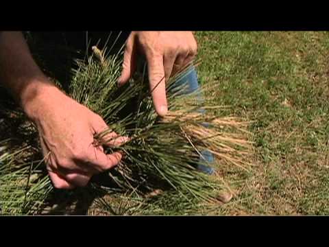 how to fertilize austrian pines