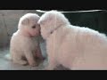 Witte herder pups 4 weken oud Jewel of Joy