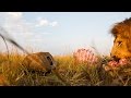 BeetleCam vs. les lions