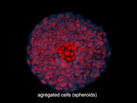 how to grow mcf-7 cells