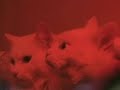 SkyCast.Com - Glow Cats SkyCast.Com - Glow Cats
