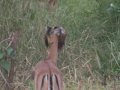 FAUNA E FLORA - KRUGER NATIONAL PARK (SUDAFRICA)