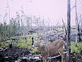 010 whitetail deer hunting